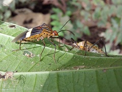 Hypselonotus subterpunctatus