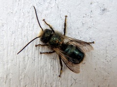 Osmia lignaria lignaria