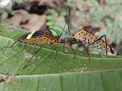 Hypselonotus subterpunctatus