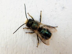 Osmia lignaria lignaria