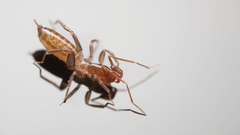 Hubbardia pentapeltis