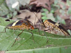 Hypselonotus subterpunctatus
