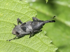 Rhodobaenus nawradii