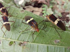 Hypselonotus subterpunctatus