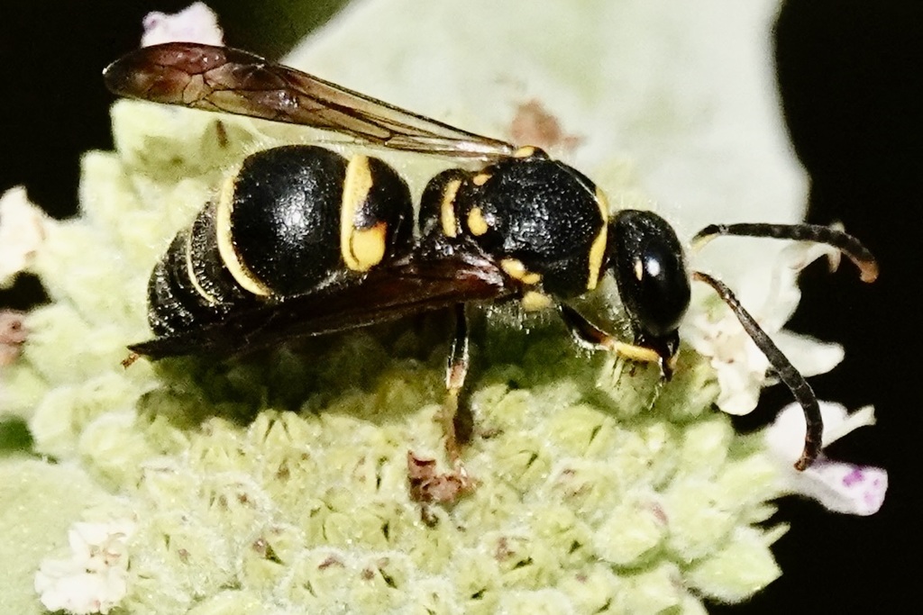 Smiling Mason Wasp