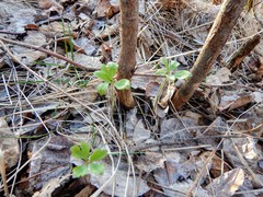 Anemonoides quinquefolia