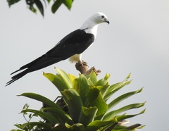 Elanoides forficatus