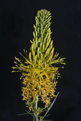 Stanleya pinnata pinnata