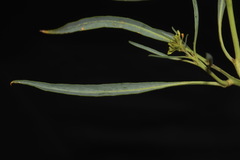 Stanleya pinnata pinnata