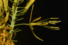 Stanleya pinnata pinnata