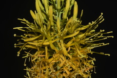 Stanleya pinnata pinnata