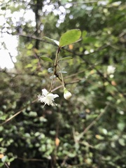 Neomyrtus pedunculata