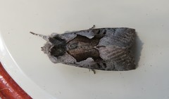 Syngrapha orophila