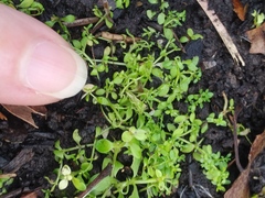 Callitriche peploides