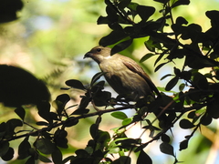 Spindalis portoricensis