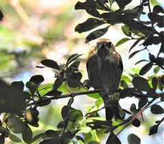 Spindalis portoricensis