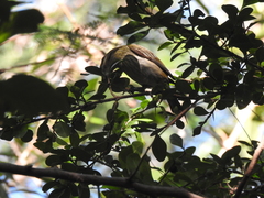 Spindalis portoricensis
