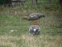 Chloephaga rubidiceps