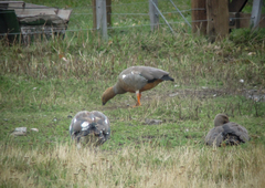 Chloephaga rubidiceps