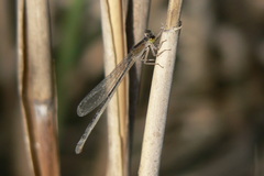 Ischnura genei