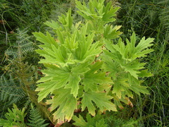 Pelargonium citronellum