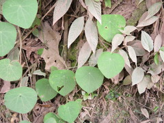 Cissampelos grandifolia