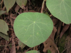 Cissampelos grandifolia