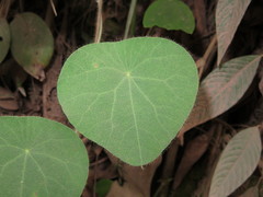 Cissampelos grandifolia