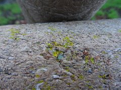 Fungi