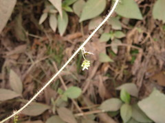 Cissampelos grandifolia