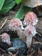 Psathyrella hirta