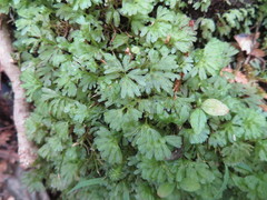 Hymenophyton