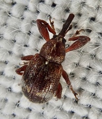 Anthonomus bituberculatus