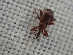 Anthonomus bituberculatus