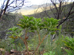 Pelargonium citronellum