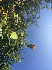 Senecio quinquelobus