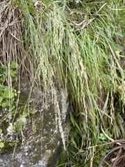 Poa anceps