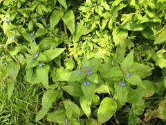 Pentaglottis sempervirens