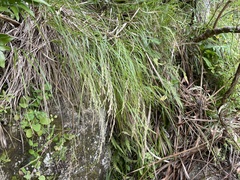 Poa anceps
