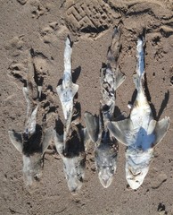 Mustelus