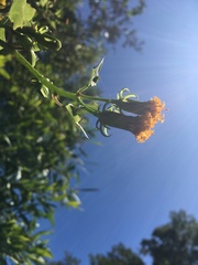 Senecio quinquelobus