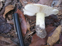 Tricholoma subluteum