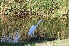 Ardea alba
