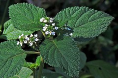 Lippia lippioides