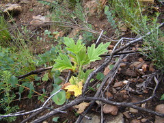 Pelargonium citronellum