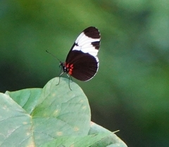 Heliconius sapho