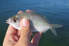 Eucinostomus gula