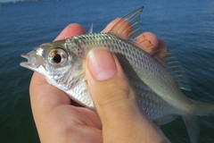 Eucinostomus gula