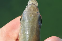 Eucinostomus gula