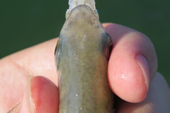 Eucinostomus gula